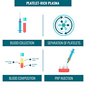 Platelet rich plasma hair treatment, illustration