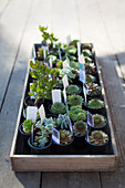 Tiny succulent plants on display in tray