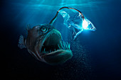 Large deep sea fish with light bulb trapped in plastic bag