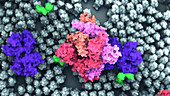 Covid-19 coronavirus spike protein, illustration