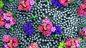 Covid-19 coronavirus spike proteins, illustration