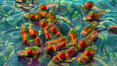 Clostridium bacteria, illustration