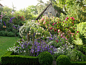 Rosengarten mit Glockenblumen und Hecke aus Buchs als Einfassung