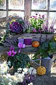 Autumn arrangement with ornamental cabbage, peat myrtle, aster, and budding heather in a wooden box, cyclamen, and ivy