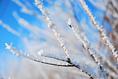 Twigs covered in hoar frost