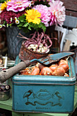 Tin cans with flower bulbs and planting trowel