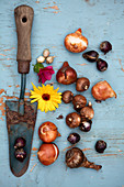 Tableau mit Blumenzwiebeln und Pflanzkelle für die Herbstpflanzung