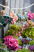 Hortensienblüten in verschiedenen Farben an Schnur aufgehängt