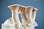 Growing herb mushrooms