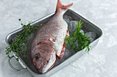 Raw bream fish placed in metal dish