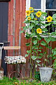 Sonnenblumen und Stuhl am Gartenhaus