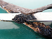 Scraping vanilla pulp from a pod