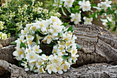 Fragrant wreath of English Dogwood blossoms