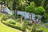 Hanggarten mit Ramblerrose 'Lykkefund' an Baum, Kugelrobinien-Stämmchen, Beet mit Buchshecke und Zaun als Sichtschutz