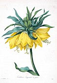 Crown imperial, 19th century illustration