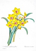 Daffodil (Narcissus tazetta), 19th century illustration