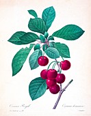 Cherries, 19th century illustration