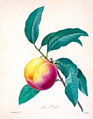 Peach, 19th century illustration