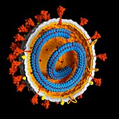 Covid-19 coronavirus particle, illustration