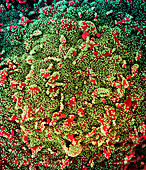 Cell infected by Covid-19 virus particles, SEM