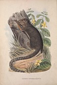 Squirrel, 19th century illustration