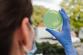 Antimicrobial sensitivity testing