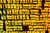 Butterfly wing scales, light micrograph