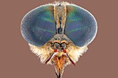 Horsefly, macrophotograph