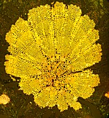Plant stem section, fluorescent micrograph