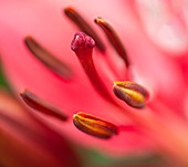 Lily (Lilium 'Child In Time') anthers
