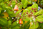 Cashew tree (Anacardium occidentale)