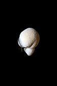 Common puffball mushroom (Lycoperdon perlatum)