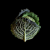 Savoy cabbage (Brassica oleracea var. sabauda)