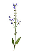 Wild mint plant (Mentha arvensis)
