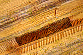 Maple leaf stalk , light micrograph