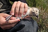 Yellow-legged seagull chick being ringed