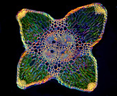 Horsetail leaf, light micrograph