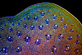 Asparagus stalk, light micrograph