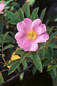 Swamp rose (Rosa palustris) flower