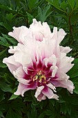 Tree peony (Paeonia suffruticosa) flowers