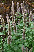 Anise hyssop (Agastache foeniculum) flowers