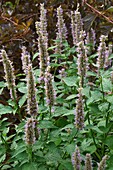 Anise hyssop (Agastache foeniculum) flowers