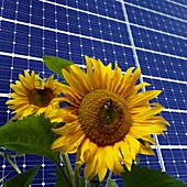 Solar panels and sun flowers