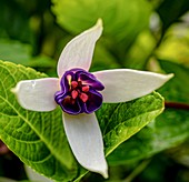 Fuchsia 'Deltas Sarah' flower