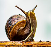 Common snail