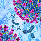 Antibodies and covid-19 coronavirus, illustration