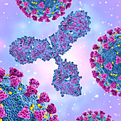 Antibody and covid-19 coronavirus, illustration