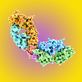 HIV antibody complexed with peptide, illustration