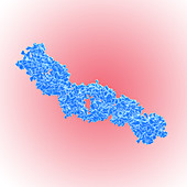 Cross-reactive HIV antibody fragment, illustration