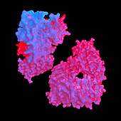 SARS antibody, illustration
